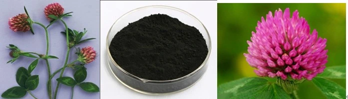 Red Clover Extract Trifolium Pretense L. with 40% Isoflavones