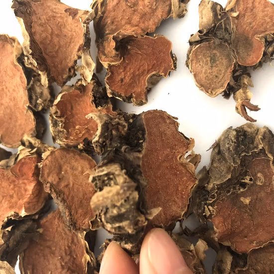 Hong Jing Tian Hierbas medicinales chinas Hierbas secas Rhodiola Rosea Root