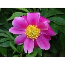 Extracto de planta Paeonia Albifolra Pall Extracto Ingredientes axtivos Inmunoregulación de Peaoniflorin